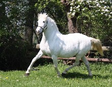 BANDERILLA XI
