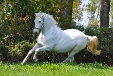 BANDERILLA XI