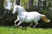 BANDERILLA XI