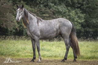 DUQUESA ALBA HD