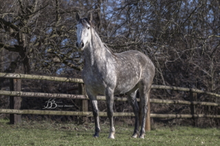 DUQUESA ALBA HD