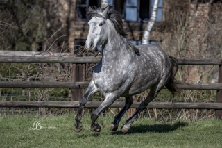 DUQUESA ALBA HD