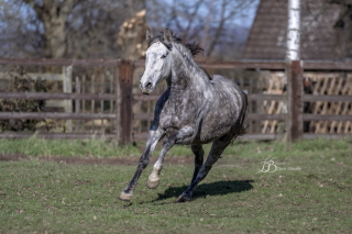 DUQUESA ALBA HD