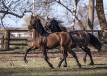 Romera HD & Salambo HD