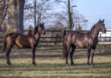 Romera HD & Salambo HD