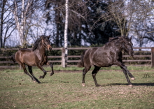 Romera HD & Salambo HD