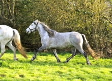 LA MENINA
