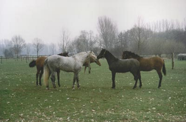 Pferde auf der Weide