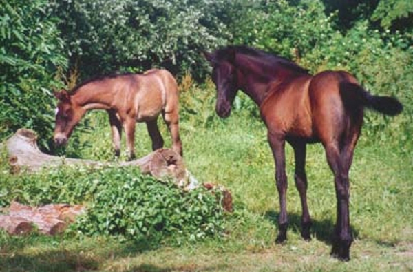 Pferde auf der Weide